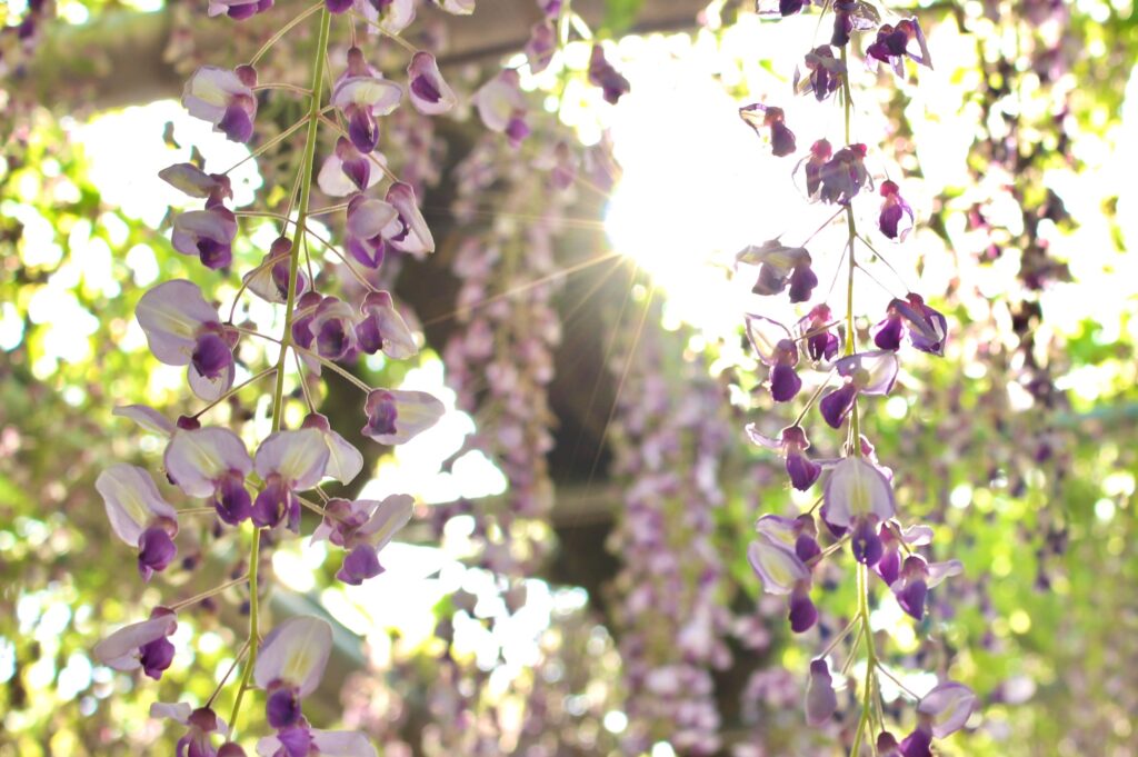 【ブログ】新卒社員スタッフ～自己紹介編～