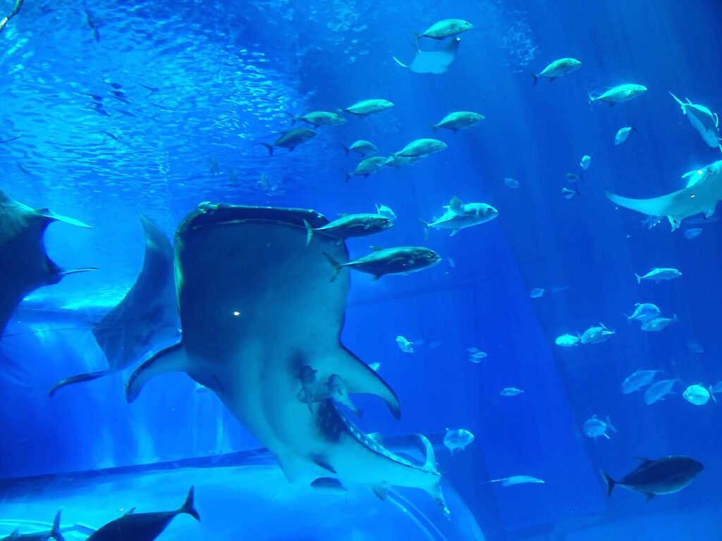 【ブログ】EGAWAの休日