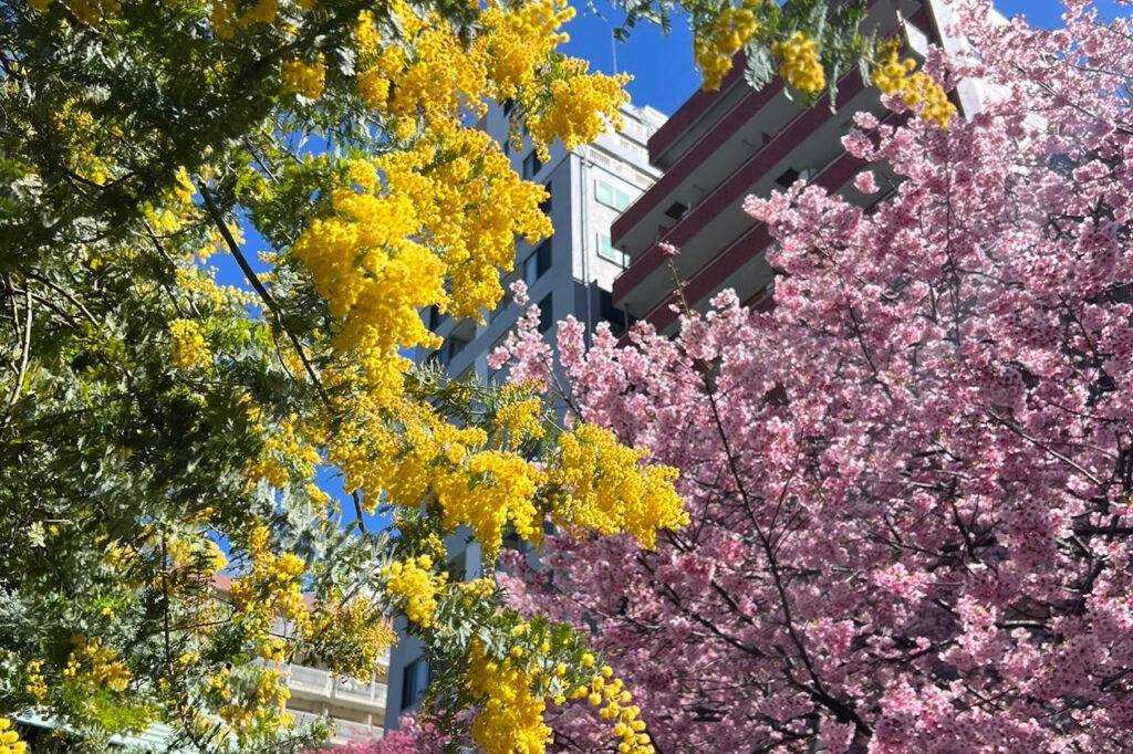 【ブログ】〜 カフェに行ってきました 〜